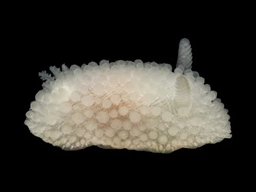 nudibranche