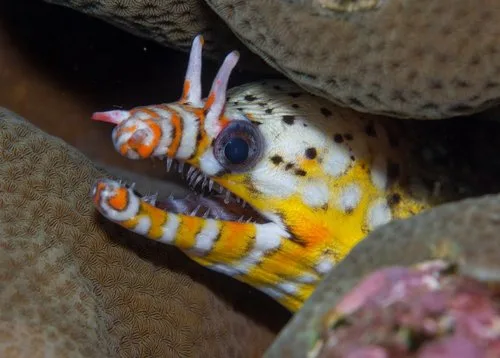 Murène dragon