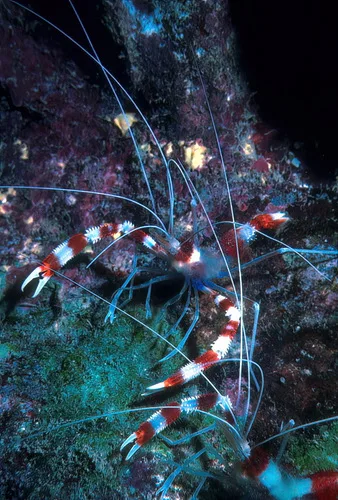 Grande crevette nettoyeuse
