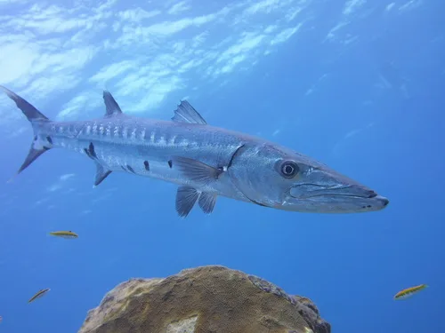 Grand Barracuda