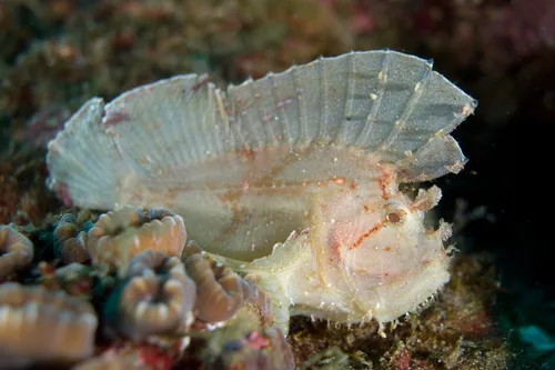 poisson scorpion