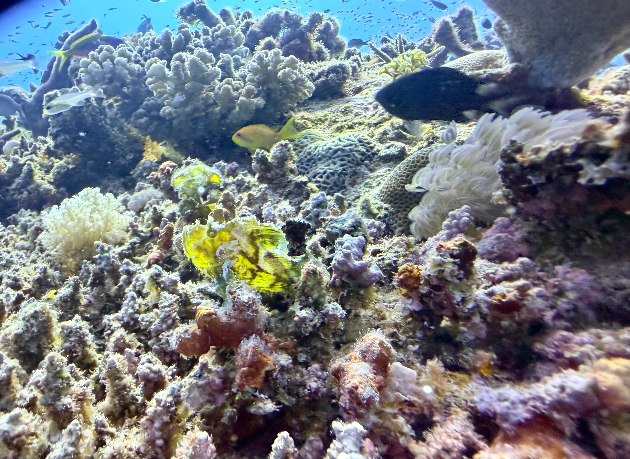 Plongée à Mini-Lagon